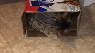 Kitty in the milkbox