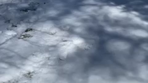 Adorable German Shepard Playing in the Snow