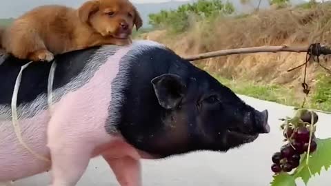 Pet pigs and dogs