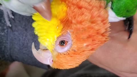 Rescue parrots find love 💘