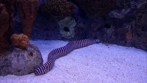 A Striped Eel