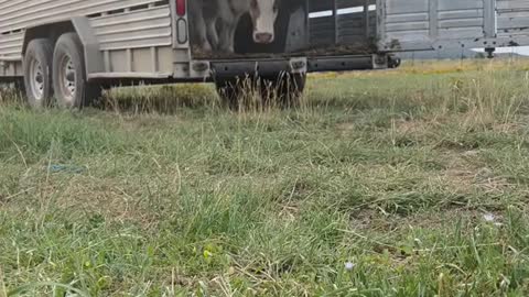 Drove up to feed the cows.