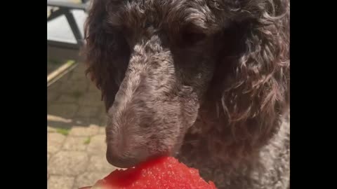 These doggies LOVE to eat watermelon!