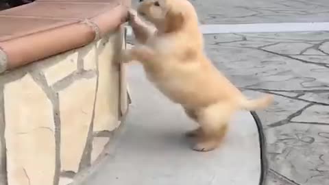 Funniest & Cutest Labrador Puppies 1 - Funny Puppy Videos 2022