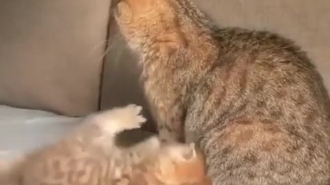 funny baby kitty playing with cat mom