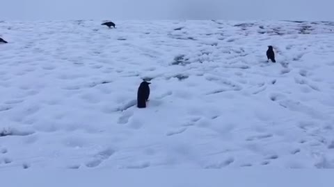 American Crow Walking Along My Side