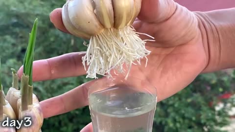 How to Successfully Grow Garlic at Home in Containers
