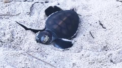 Tortoise Swimming In The Water #Tortoise_Swimming_In_The_Water#animals_Nuture #tortoise #Recpect