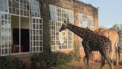 Giraffes stick their heads into the windows of an old mansion in Africa