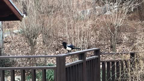 magpies squealing in the mountains