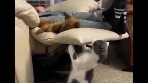 How the cat disturbed his friend ?