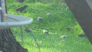 375 Toussaint Wildlife - Oak Harbor Ohio - European Starling Meet And Eat