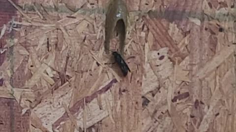 Mud Dauber at work (sound up)