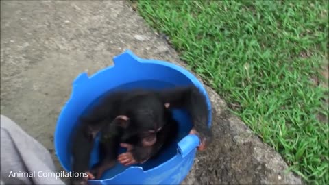 Chimpanzee care