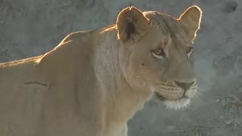 Safari Live Videos- Sunrise Drive- Buffalo Hunt With Nkahuma Lions Continues
