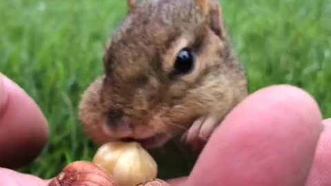 Squirrel eat nuts