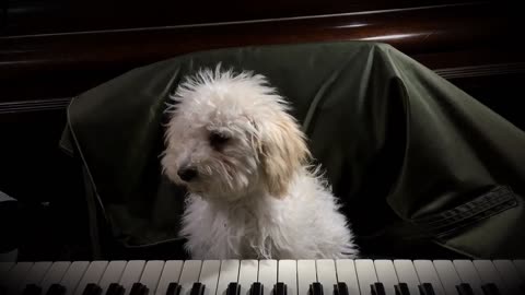 Talented small fury puppy playing piano 🎹