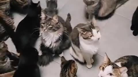 OMG So Cute Cats ♥ ,Cute & Funny Cats Doing Funny Things_OMG Cute & Funny Cats