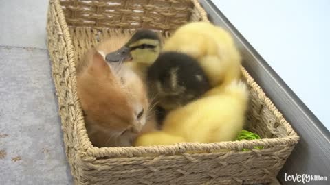Kitten Gus and three ducklings became best friends || A precious friendship