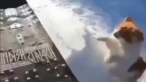 Funny cat Skiing on the snow