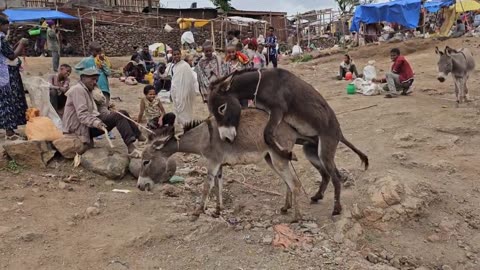 DonkEy mEeTinG