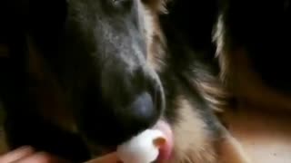 That Dog Like to eat ice cream So hard