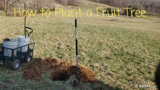 How to Plant a Fruit Tree #short