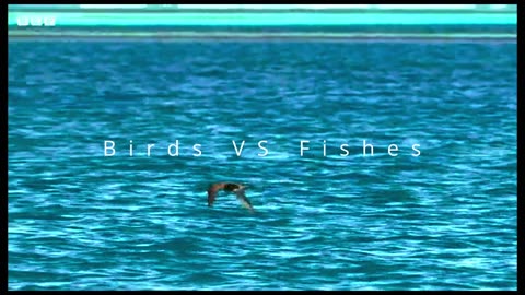 Bird vs fish on the ocean.