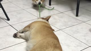 Corgi Tug-O-War