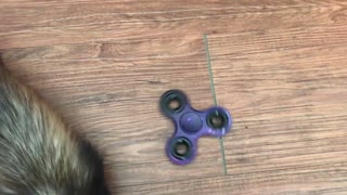 Will ferrets play with a fidget spinner?