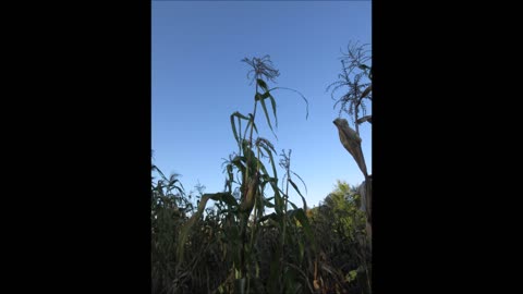 Loving This Fall Day Green Corn Stalk Sept 2022