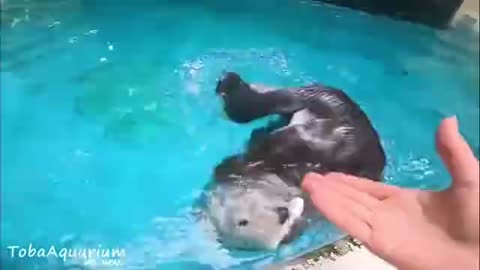 When you put your hand in front of a sea otter, you get lots and lots of toys