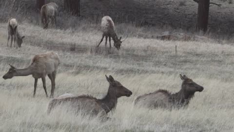 Rocky Mountain National Park A Gang Of Elk