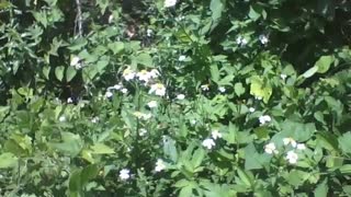 Lindas flores margaridas brancas e amarelas na floresta do parque [Nature & Animals]