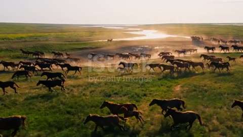 Horse, Animal, Running, Animals In The Wild, Mustang - Wild Horse