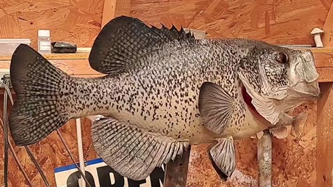 Mounting a Huge 17"Crappie(Carved Body)