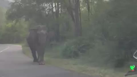 Elephant in Srilanka🐘