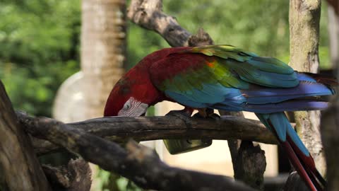 Animal ,Bird, Parrot