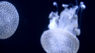 Amazing Jellyfishes Pumping Up Like Living Heart