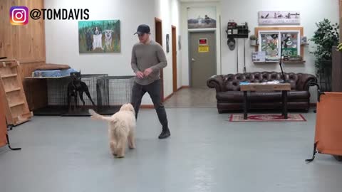 Teach ANY dog to walk nice | 5 MINUTE DOG TRAINING RESULTS!