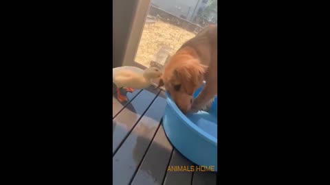 Funniest Cats and Dogs Part #23 II Animals Home I Don't try to laugh 😂I Cute Cat Dog videos