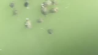 Feeding the turtles like fish