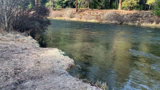 The Perfect Storm of Awesomeness for Fly Fisherman – Metolius River – Central Oregon – 4K