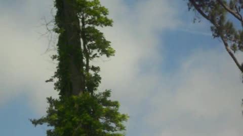 Osprey On The Hunt For A Meal