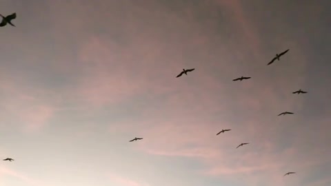 seagull flying in the sky