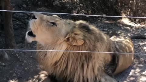 The Lion king | animal Wildlife