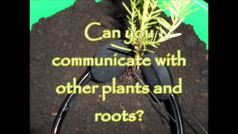 Interview with a Coast Redwood Tree Root System 2019