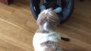 Ceili meets baby human for the first time