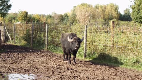 #Buffalo#Buffalo video#Animal#Animal video#