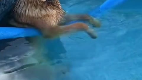 Dogs playing in the water